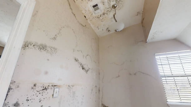 Best Airborne Mold Testing  in York, PA