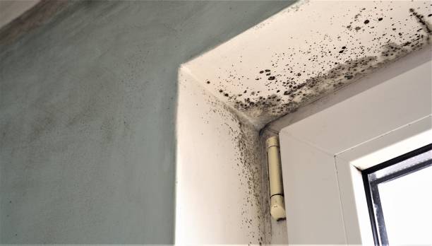 Asbestos and Lead Testing During Mold Inspection in York, PA
