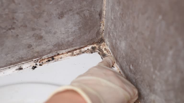 Mold Odor Removal Services in York, PA